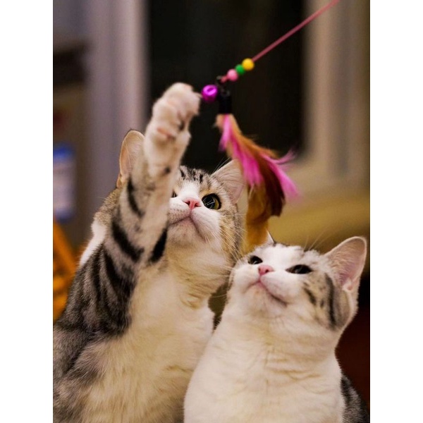 Cần Câu Đồ Chơi Cho Mèo