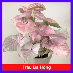 Cây Trầu Bà Hồng - Cây cảnh mini để bàn