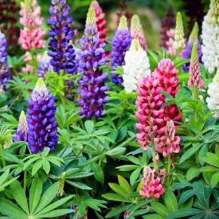 Hạt Giống Hoa Đậu Lupin Nhiều Màu gói 50 hạt 💝 Cực Xinh😊 Rất Dễ Trồng