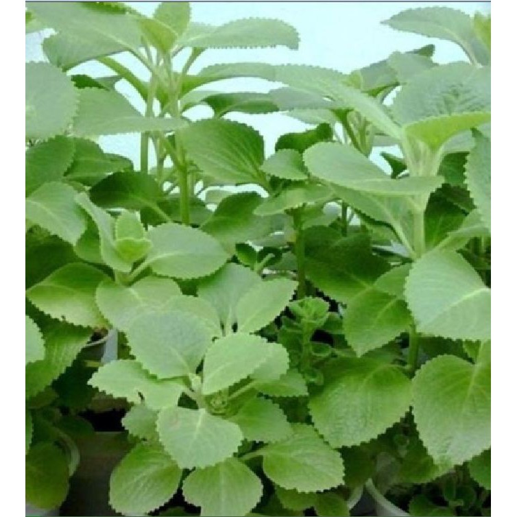 Hạt giống Rau Húng chanh hay tần dày lá {0,1gr/gói } | Shopee Việt Nam