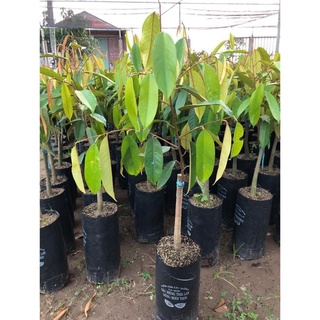 Cây Sầu Riêng Thái Hạt Lép Siêu Sớm .