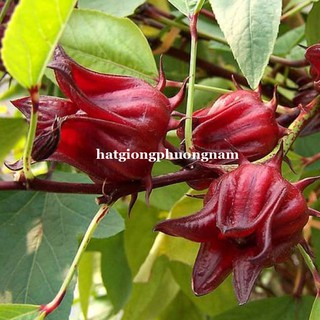 2 Gram - Hạt Giống Atiso Đỏ (Bụp Giấm) Phương Nam