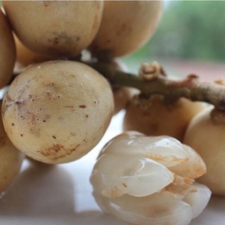 Cây bòn bon (dâu da đất ) ghép cành cao 40-70 cm 1 năm ra quả .