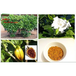 BỘT DÀNH DÀNH TẠO MẦU MÀU VÀNG TỰ NHIÊN GÓI NHỎ 10G