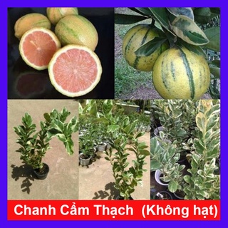 Cây Chanh Cẩm Thạch (Không hạt) - cây ăn trái