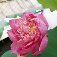 quynhanh120984