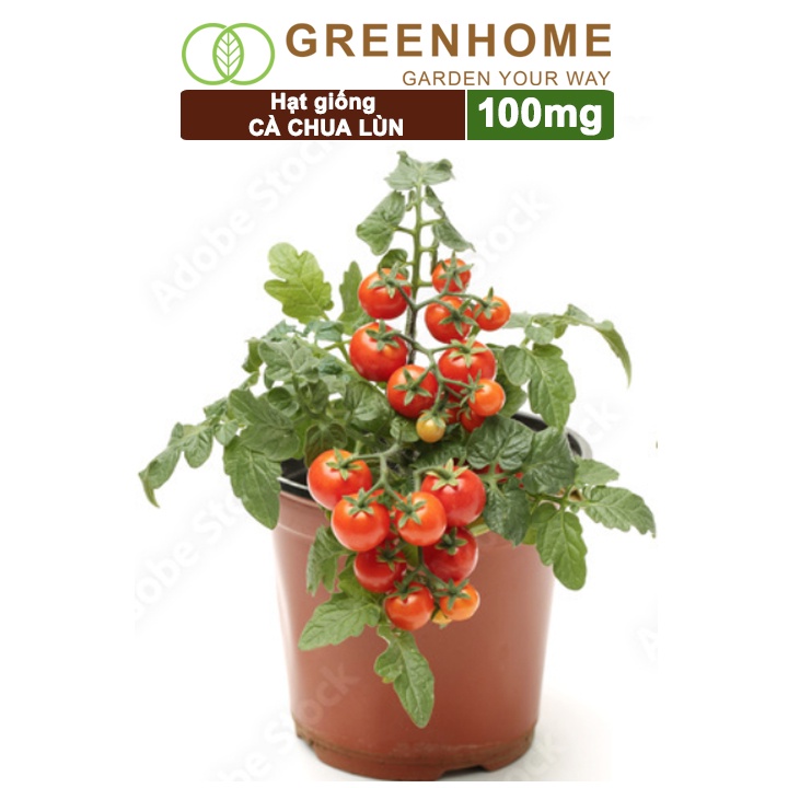 Hạt giống cà chua chịu nhiệt F1 Greenhome, gói 100mg, trồng chậu, ra nhiều quả, cây sinh trưởng nhanh T15