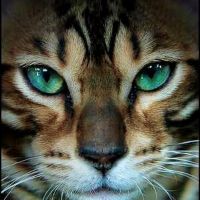 cbcat75