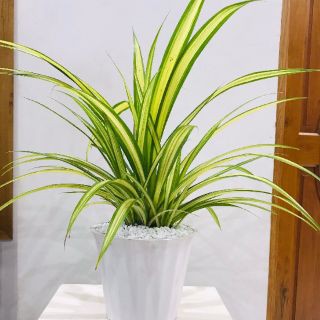 Cây Dứa Đại Phát - Dứa Sọc Vàng