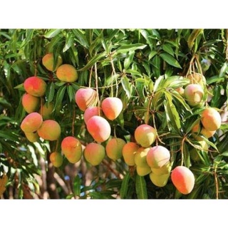 Cây Xoài Úc F1 Quả To Tròn (ảnh thật số 2) .