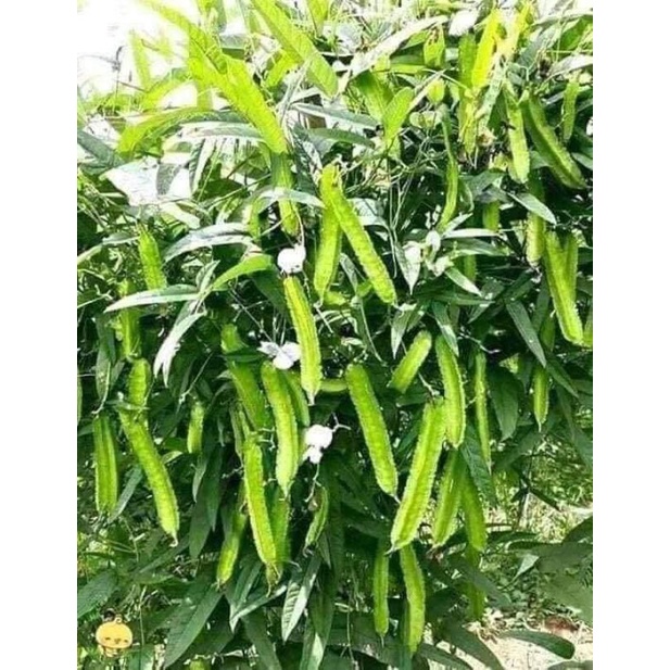 10gam hạt giống đậu rồng, đậu khế f1 Tứ Quý💥 Siêu Quả💥 chất lượng cao