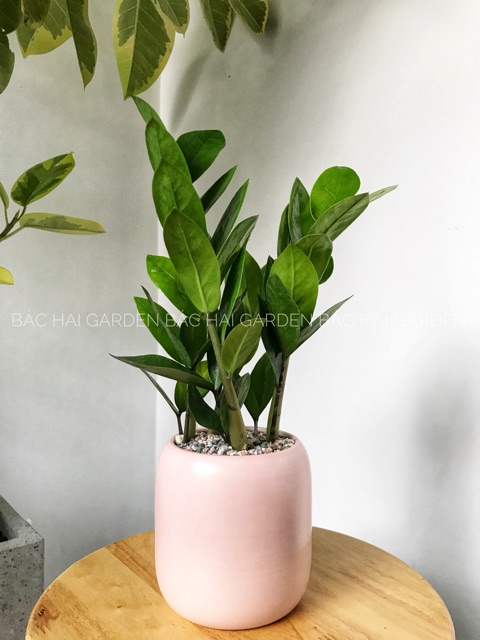 Chậu cây Kim tiền kèm chậu men sứ- Cây để bàn- Cây xanh văn phòng, cây trong nhà