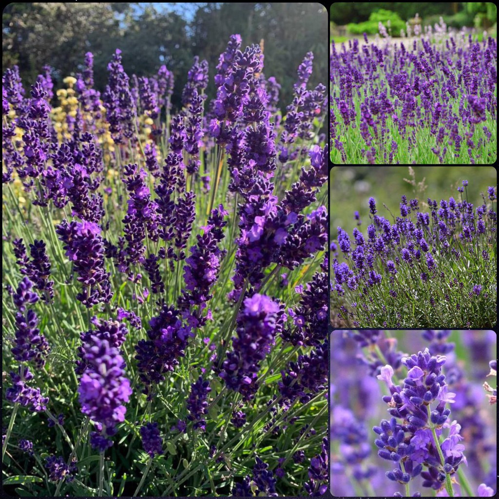 🌟HẠT GIỐNG HOA OẢI HƯƠNG🌟 HOA LAVENDER Mùi Thơm Quyến Rũ