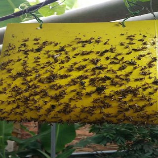 Bộ 10 miếng diệt ruồi vàng Đại Việt