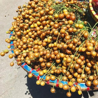 Cây Giống Quất Hồng Bì( Vua Của Các Loại Trái Cây Mùa Hè Cực Dễ Trồng Và Chăm Sóc ) .