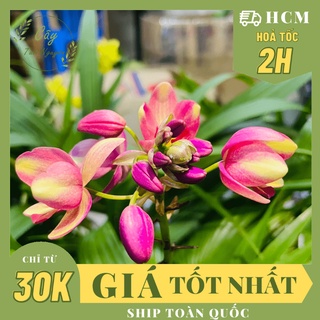 Hoa Địa Lan Giá Tốt Tháng 5, 2023 | Mua Ngay | Shopee Việt Nam