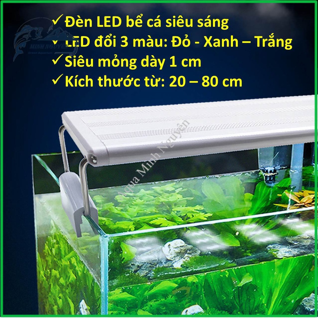 Đèn led trang trí hồ cá nào là chất lượng nhất hiện nay?