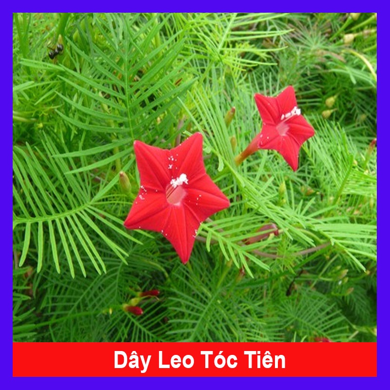 Hoa tóc tiên đỏ dây leo - cây cảnh sân vườn