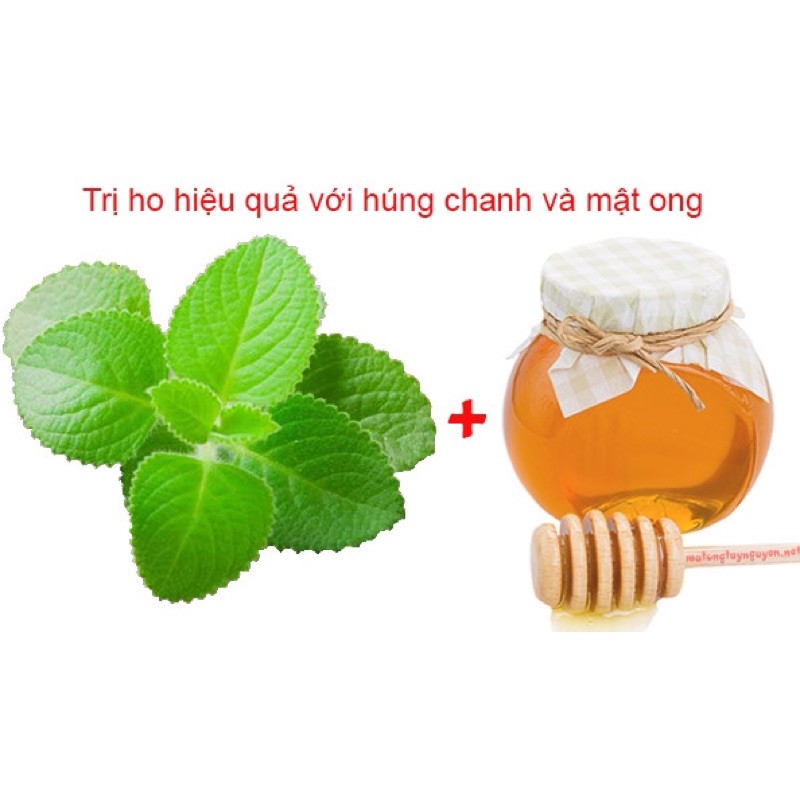 Chậu cây tần dày lá húng chanh vườn nhà trồng tươi sạch và an toàn