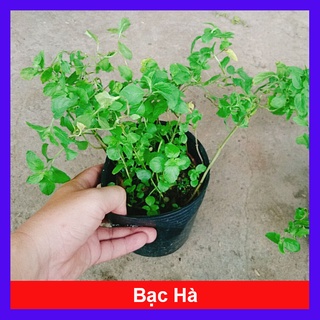 Cây bạc hà Pháp có tên gọi khác không? Nếu có, là gì?
