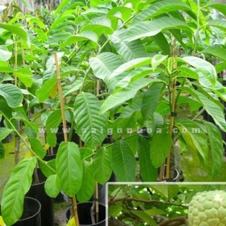 Cây giống na dai truyền thống thịt dai ngon ít hạt mùi rất thơm .
