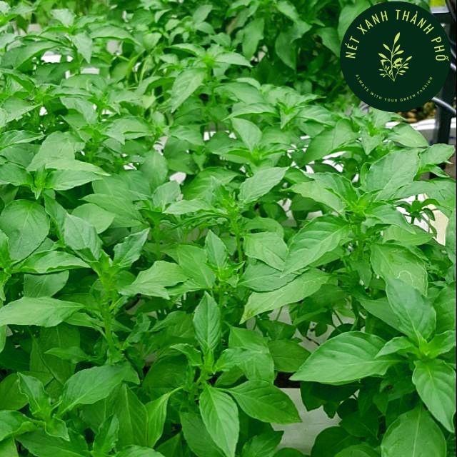 2Gram Hạt giống rau húng thơm ( É Trắng) - Rau thơm sả | Shopee Việt Nam