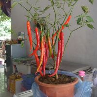 phungcongphong