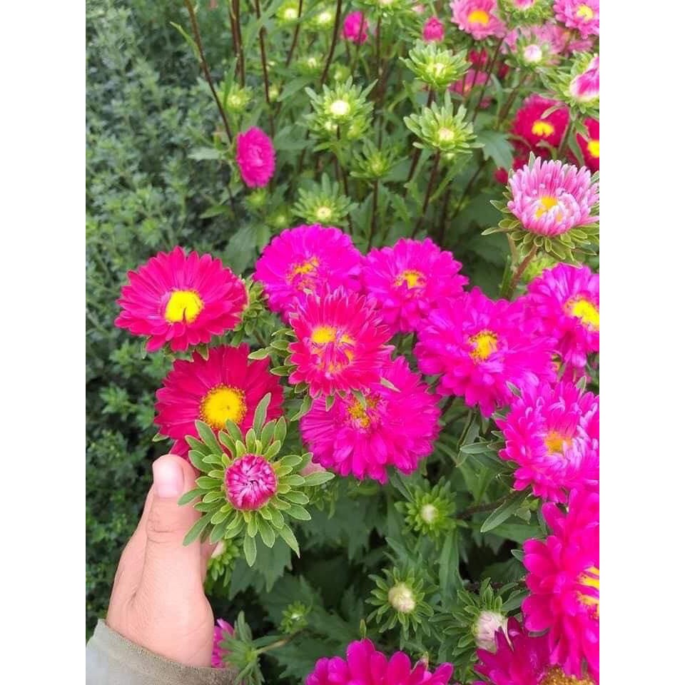200 hạt giống hoa cúc magix 💜 Sale Lớn 💫 hoa cực xinh