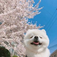 kcunn_voo