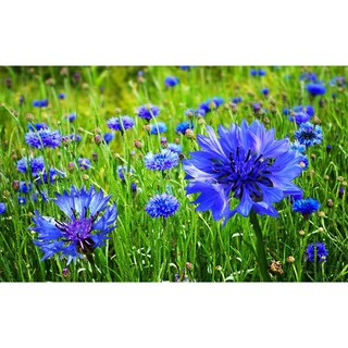 ⚡️HẠT GIỐNG HOA TRÚC MAI XANH ĐÀ LẠT⚡️ DỄ TRỒNG TỈ LỆ NẢY MẦM TRÊN 80% GÓI 50 HẠT