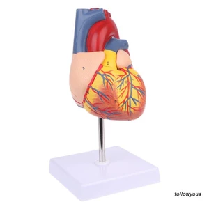 Mô Hình Giải Phẫu Trái Tim Người Dùng Trong Giảng Dạy