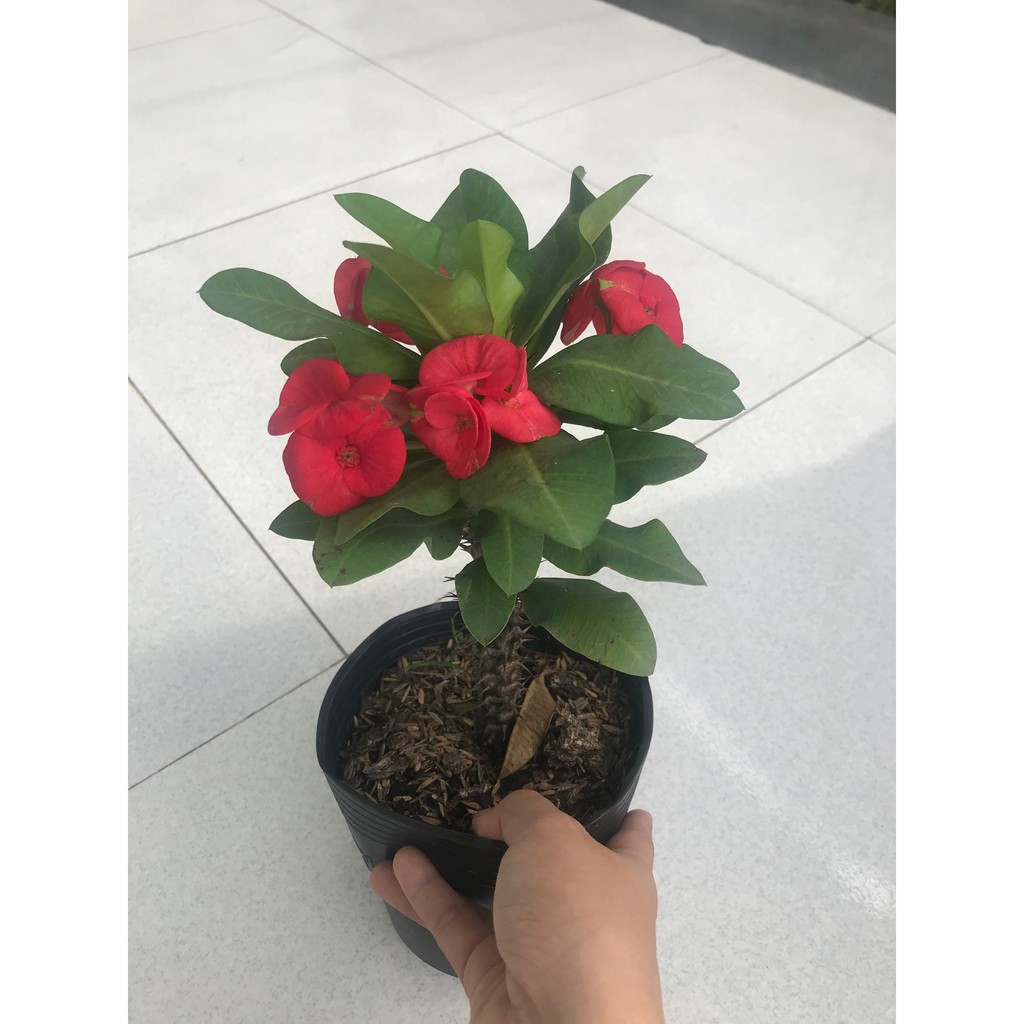 Combo 2 chậu xương rồng bát tiên ( màu đỏ + màu vàng)