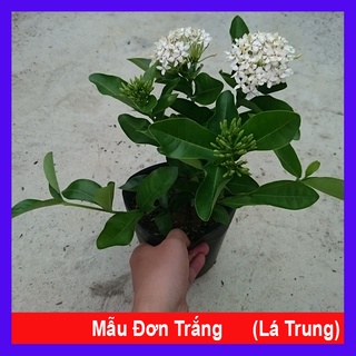 Cây Mẫu Đơn Trắng (Lá Trung) - cây bông trang trắng