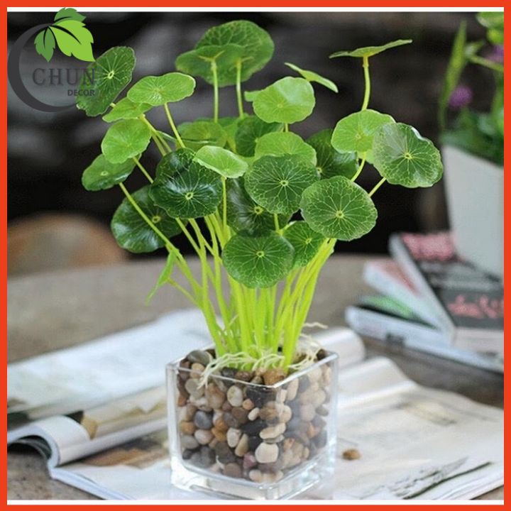 Cây giả - Cây rau má nhựa trang trí bể cá, tiểu cảnh | Shopee Việt Nam