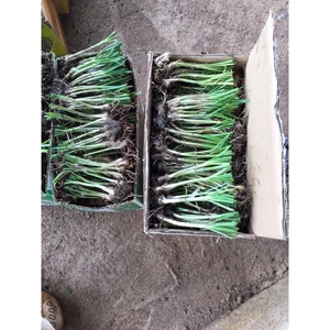 gốc hẹ giống (500g củ hẹ giống )