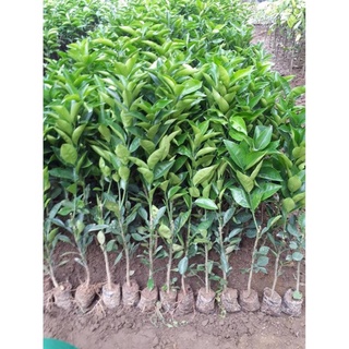 Cây Cam Cara Ruột Đỏ .