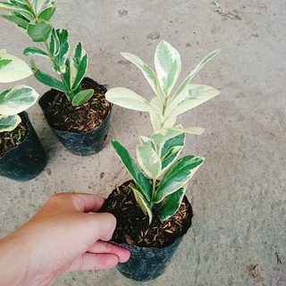 Cây Trang Mỹ Đỏ Cẩm Thạch - Trang Nhung Cẩm Thạch