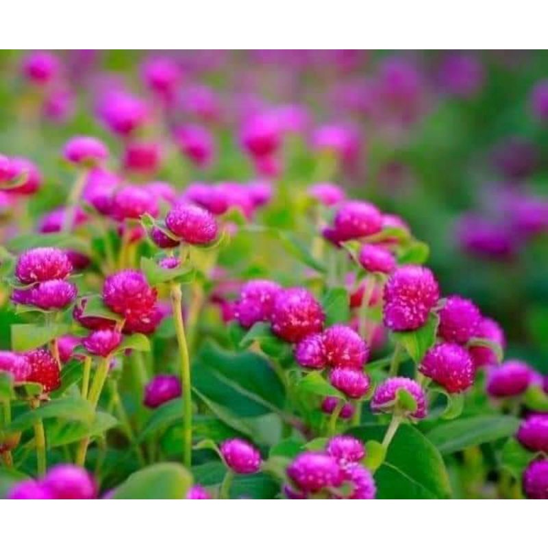 200 hạt giống hoa cúc bách nhật tím đậm ❤️Siêu Xinh❤️ nảy mầm cực đỉnh
