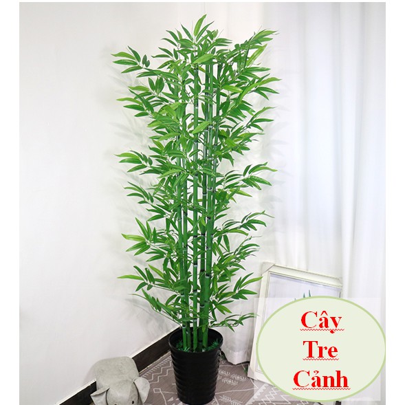Cây Tre Trúc Cảnh | Shopee Việt Nam