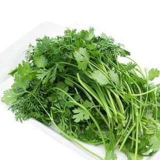Hạt giống rau mùi ta .