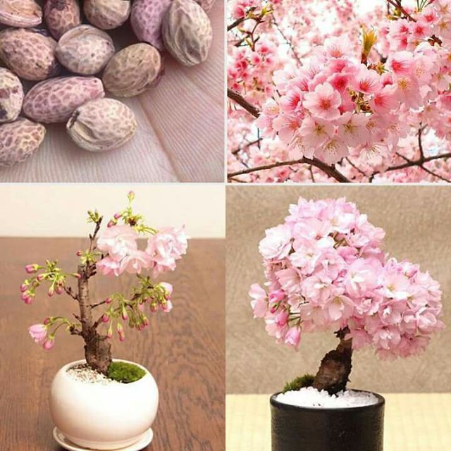 Hạt giống hoa anh đào Nhật Bản