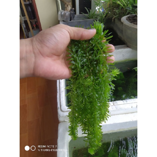 5 Cây thủy sinh Rong đuôi chó- Rong đuôi chồn( 5 tặng 1) | Shopee Việt Nam