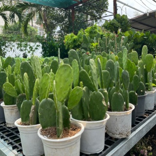 phuongpham_2302