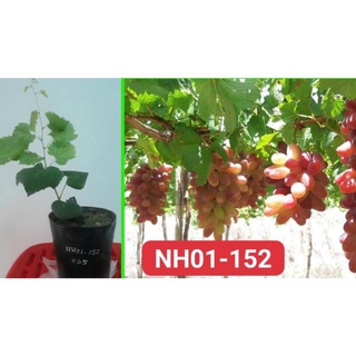 Cây Nho Hồng Ngọc NH01-152 Giống Chuẩn .