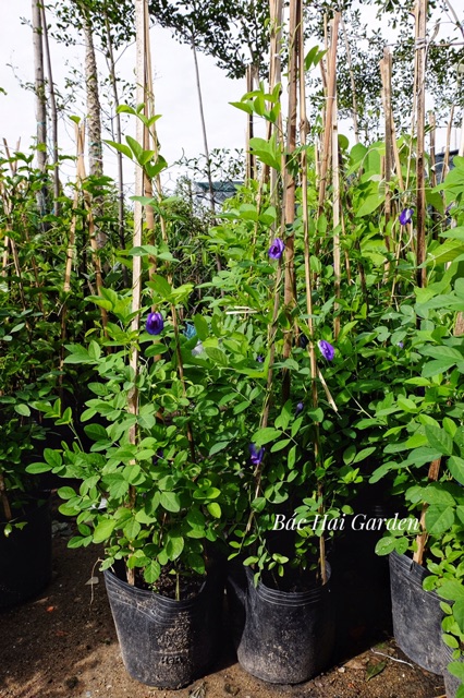 Cây hoa đậu biếc lớn, khỏe mạnh, siêng hoa- Cây hoa gia vị- Cây hoa ban công chịu nắng