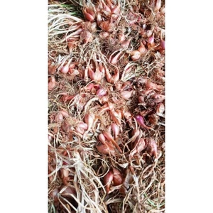 Củ giống hành ba chài (1kg)