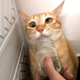 phanh_phanh996