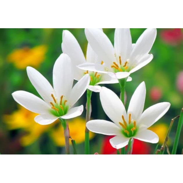 Cây huệ mưa (trắng) - cây cảnh sân vườn