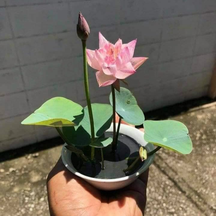 50 Hạt sen nhật mini đủ 10 màu khác nhau