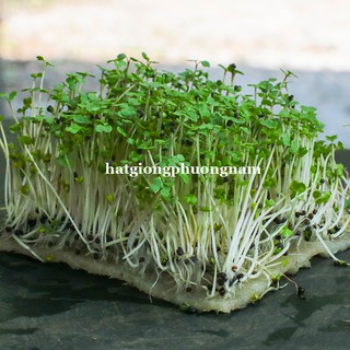 1 Kg - Hạt Giống Mầm Cải Ngọt Phương Nam
